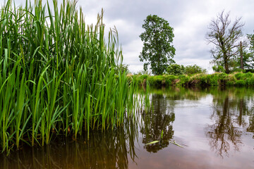 Pochmurny dzień nad rzeką Narew, Podlasie, Polska