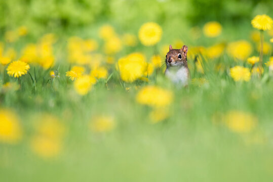 Fototapeta An American Red Squirrel forages for a meal in a dandelion field at Toronto, Ontario's popular Ashbridges Bay Park.