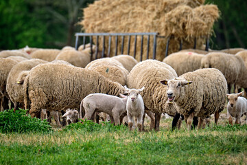 Weidende Hausschafe ( Ovis gmelini aries ; früher Ovis aries Linné ).