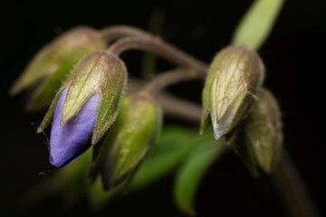 Wielosił rozesłany