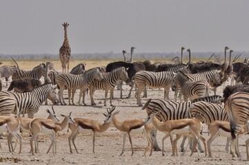 african wildlife © Massimiliano.P