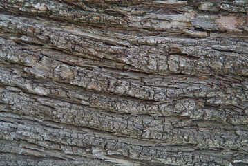 Natural wooden texture background. Closeup of old aged tree bark. Abstract tree nature backdrop or wallpaper. Unusual pattern surface with cracks, curvy shape lines.
