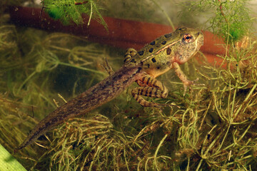 A Northern Leopard Frog tadpole metamorphosing into a juvenile frog.  It still has its tadpole tail, but it also has four legs.  Viewed underwater near aquatic vegetation.