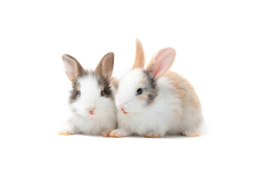 Two adorable fluffy rabbits together on white background, cute bunny pet animal concept