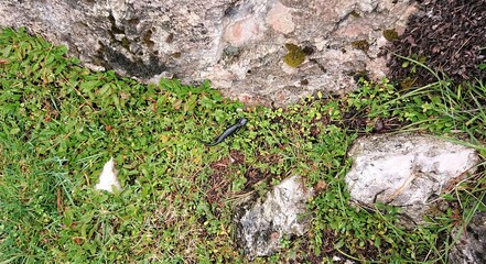 Mountain flora and fauna. Little black salamander in lush green grass and rock fragments