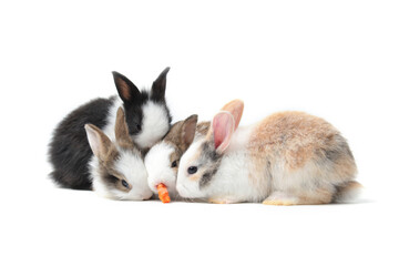 Group of adorable fluffy rabbits eating delicious carrot together on white background, feeding bunny vegetarian pet animal with vegetable