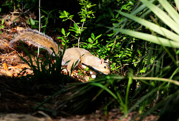 A closeup of a gray squirrel in a forrest with deep shadows.