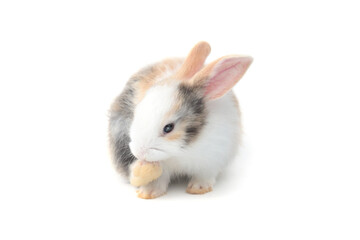 Adorable fluffy rabbit scratching the face with the hind leg on white background, portrait of cute bunny pet animal