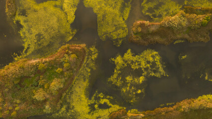 Textura verde desde el cielo.
