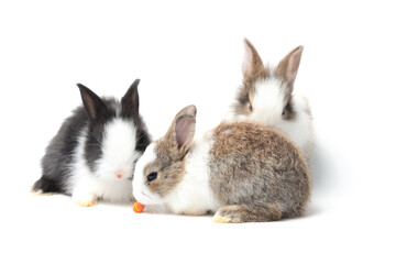 Group of adorable fluffy rabbits eating delicious carrot together on white background, feeding bunny vegetarian pet animal with vegetable
