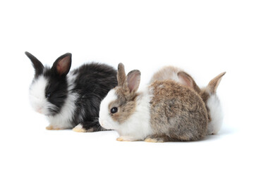Fototapeta premium Group of adorable fluffy rabbits on white background, portrait of cute bunny pet animal