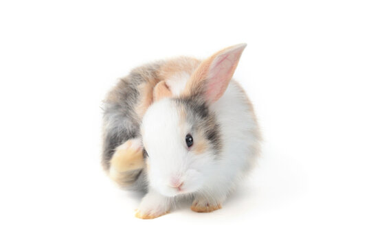Adorable fluffy rabbit scratching the face with the hind leg on white background, portrait of cute bunny pet animal