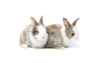 Obraz premium Two adorable fluffy rabbits on white background, portrait of cute bunny pet animal