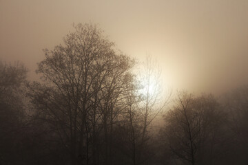 Fototapeta na wymiar hazy winter sunrise behind woods
