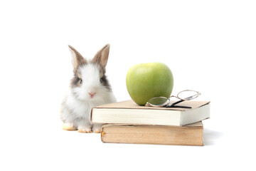 Fototapeta na wymiar Adorable fluffy rabbit with green apple and book (symbol of knowledge, learning and studying) on white background, cute bunny study and learn, pet education and animal training concept