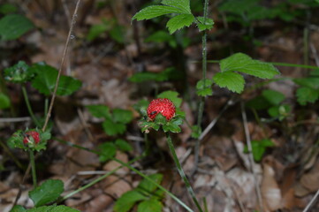 Potentilla indica, indische Scheinerdbeere, Erdbeerfingerkraut