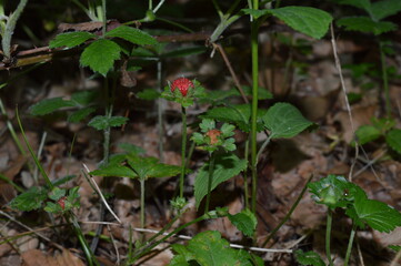 Fototapeta premium Potentilla indica, indische Scheinerdbeere