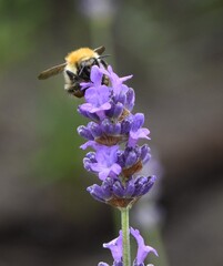  bee pollinates and collects nectar from lavender flowers