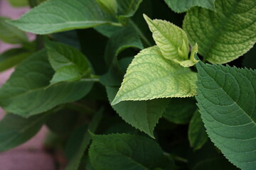 Yellow hydrangea leaf on a green background