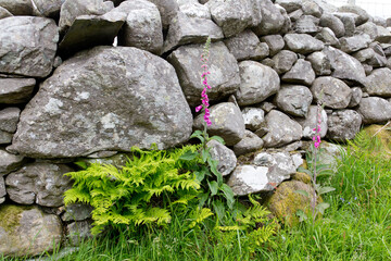 Dry stone wall in welsh countryside, with beautiful pink foxglove growing in its shade. © Eileen