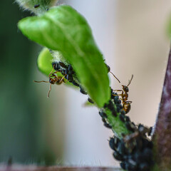 gros plan d'un groupe de fourmi élevant des poux sous des feuilles d'un arbrisseau