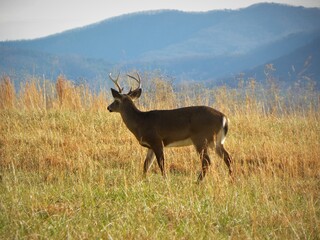buck in field