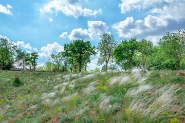 Spring landscape - meadow on a hill in a forest with fresh green grass, flowers and white stipa or feather grass