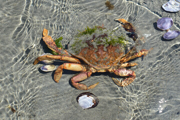 close up of crab