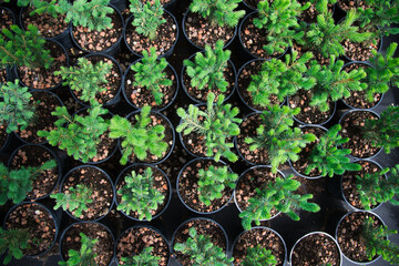 Saplings coniferous trees in pots in plant nursery