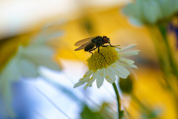 Gros plan d'un insecte isolé sur une fleur ou une feuille