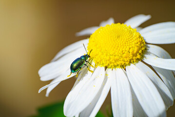 Gros plan d'un scarabée vert posé sur les pétales d'un marguerite avec ses pattes remplies de...
