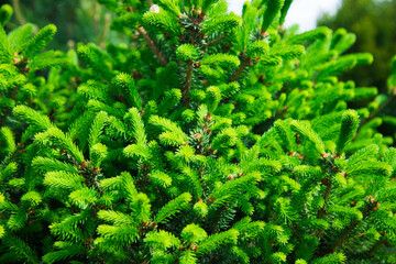 Saplings coniferous trees in pots in plant nursery