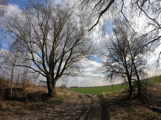 Trees near a dirt road in spring.