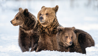 Fototapeta premium She-bear and bear cubs in winter. Natural habitat. Brown bear, Scientific name: Ursus Arctos Arctos.