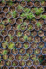 Saplings coniferous trees in pots in plant nursery
