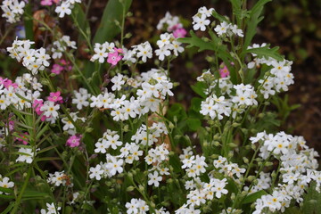 Blüten, bunt, Blumen, Blüten