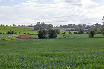Fototapeta premium Electricity Pylons across green agricultural land.