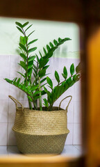 potted plant in a pot