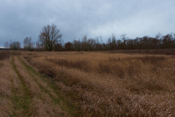 Fototapeta premium Dry steppe grasses in the evening. Cloudy autumn landscape.