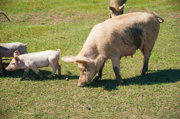Pig farm. Pigs in field