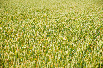 Ripening wheat field