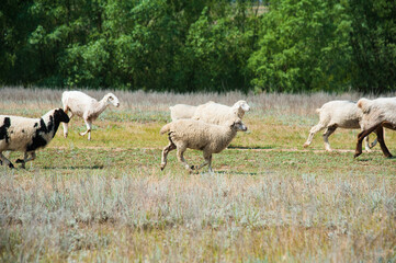 Flock of sheep on the meadow