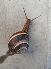 snail on the road