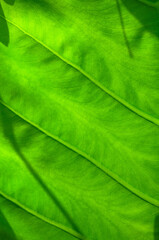 Image Soft focus.Closeup green leaf,tropical leaves background.Tropical exotic leaf for wallpaper vintage .Hawaii style pattern. Sunlight through leaves.