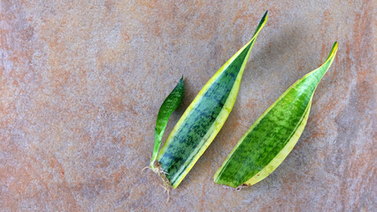 Two leaf cuttings of snake plant, with young new shoots growing from one of the leaves.