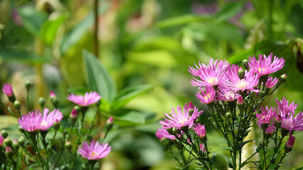 Purple aster flower in full bloom, with blurred green garden background.