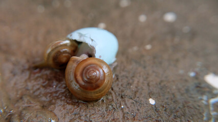 Close up of two garden snails crawling into an empty blue egg shell, on a stone surface.