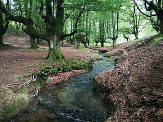 stream in the forest