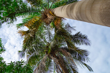 A low angle coconut tree in the park