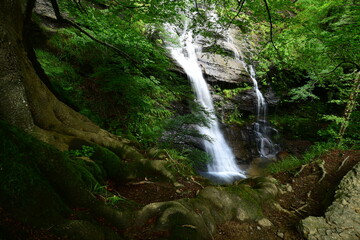 waterfall in the forest